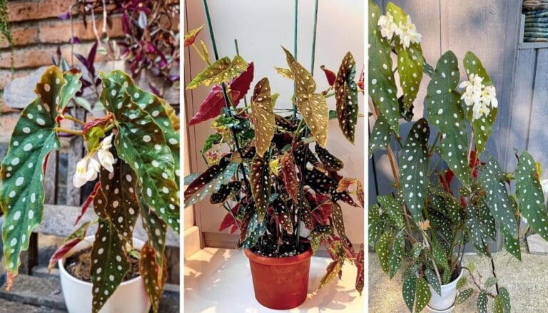 9 Care Tips for Begonia Maculata(Polka Dot Begonia Plant)