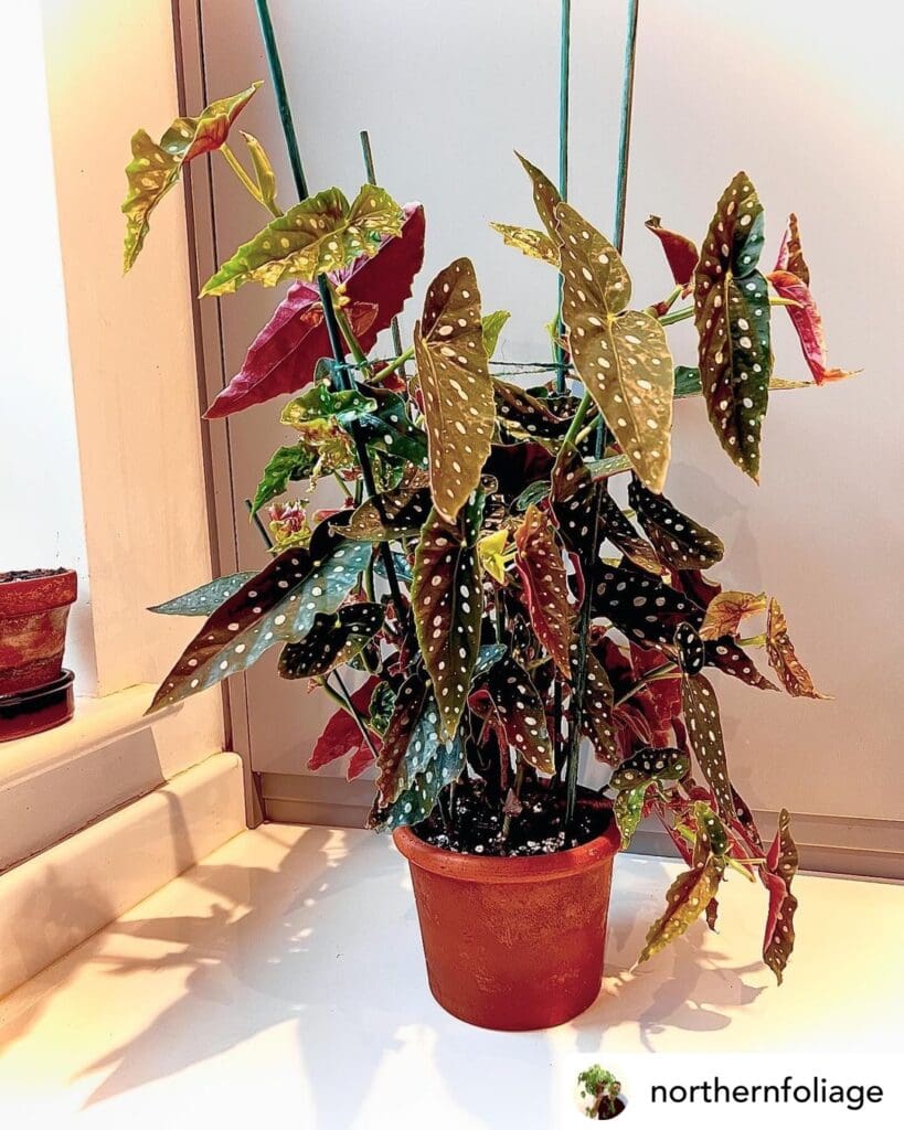 Begonia MaculataPolka Dot Begonia Plant 9 20240504 084553