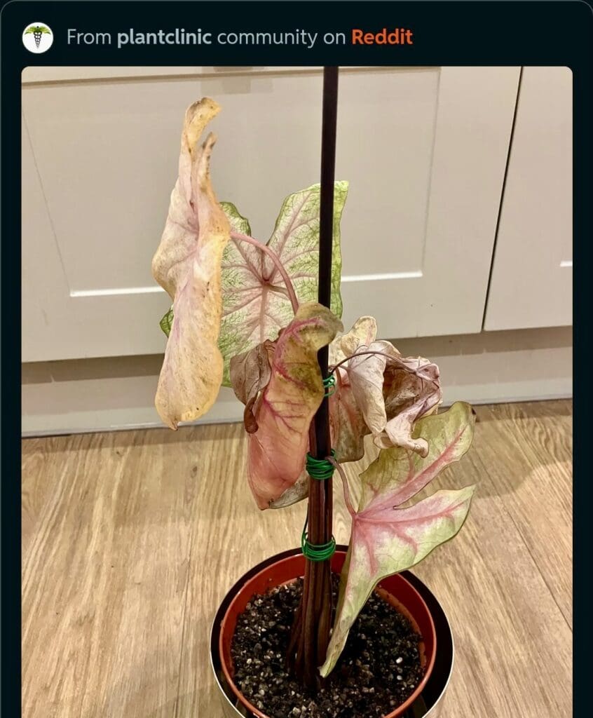 Begonia MaculataPolka Dot Begonia Plant dying 20240504 084513