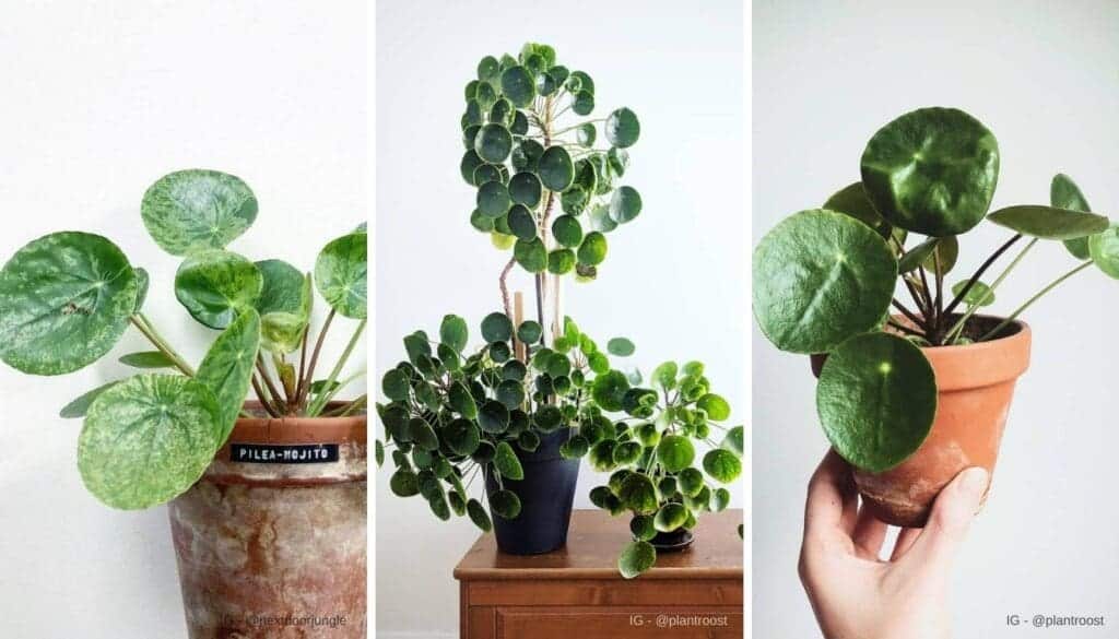 Chinese Money Plant Pilea Care Guide Thriving Tips for Your Green Companion
