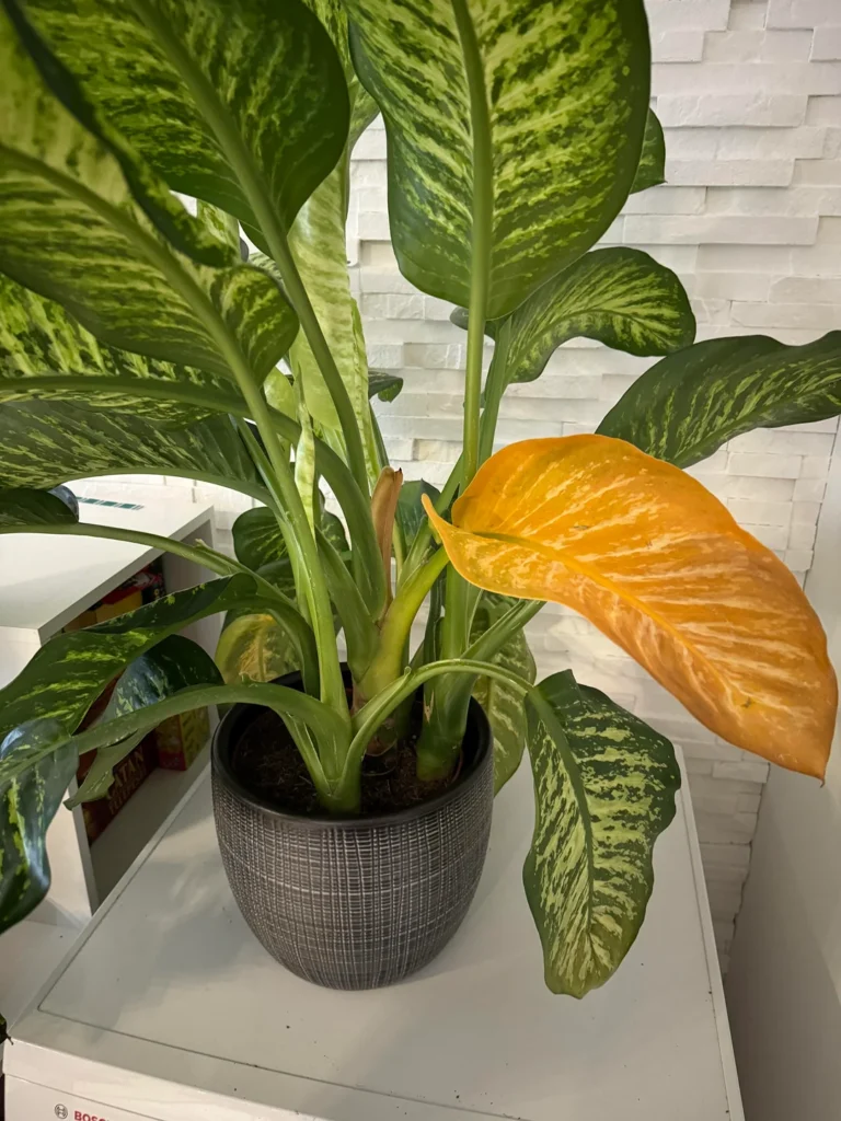Why Dieffenbachia Plant Gets Yellow Leaves: Top Causes and Fixes