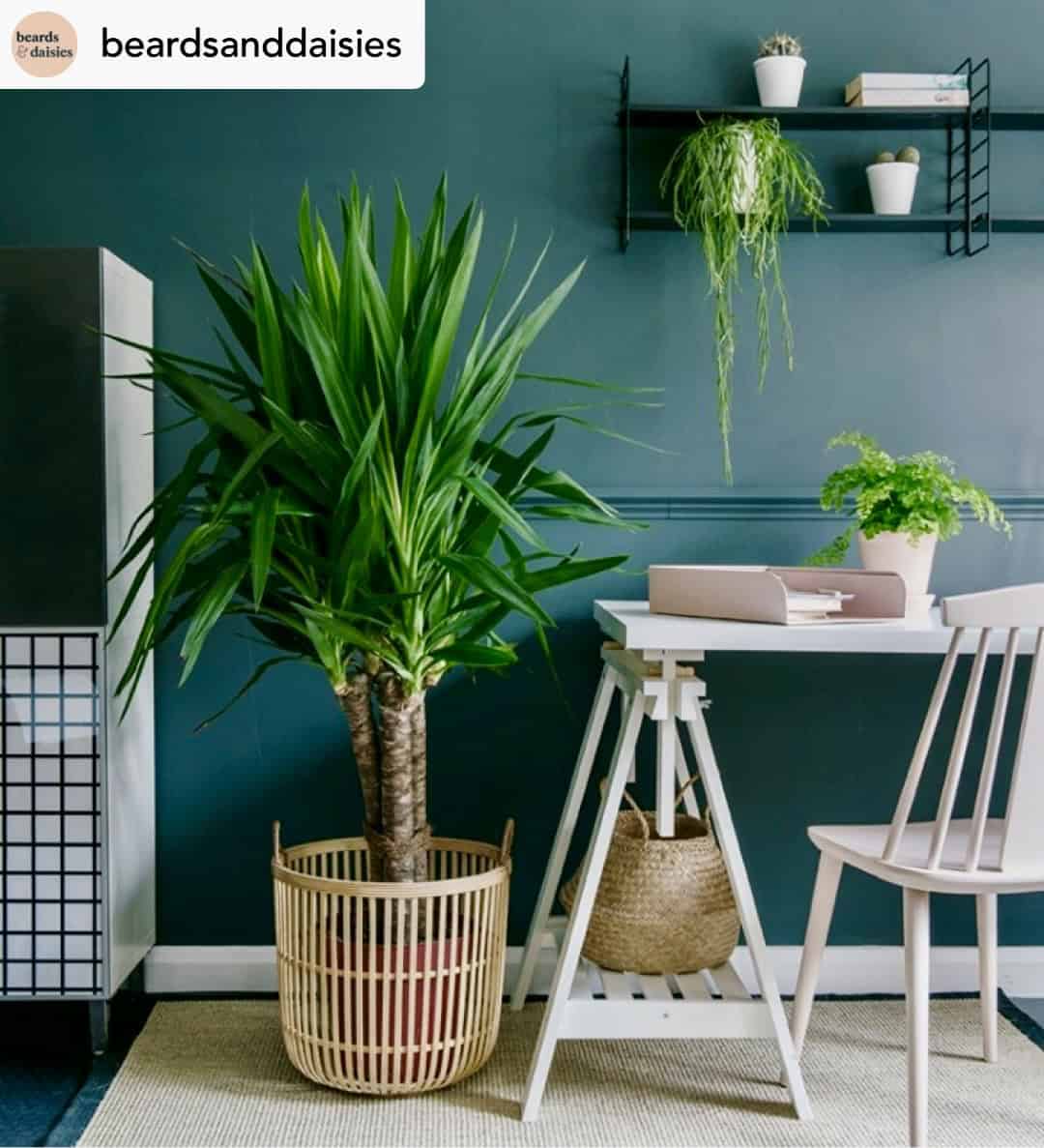 21 Best Privacy Plants For Pots To Create A Cozy Outdoor Retreat ...