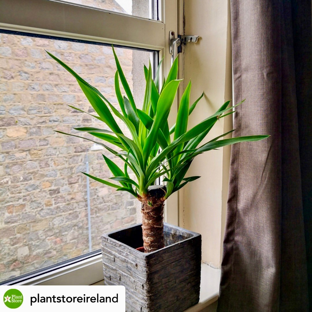 How To Care For An Indoor Yucca Plant: With Helpful Tips! » Simplify Plants