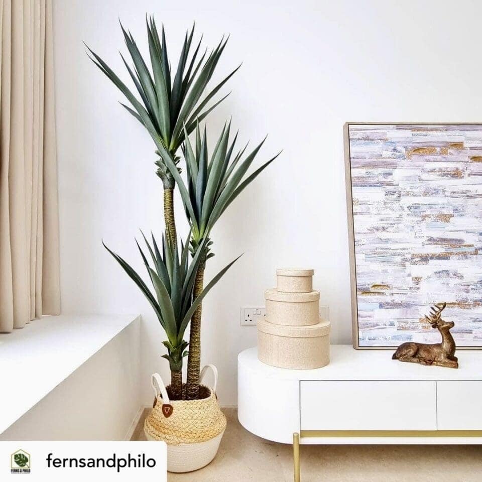 How To Care For An Indoor Yucca Plant: With Helpful Tips! » Simplify Plants