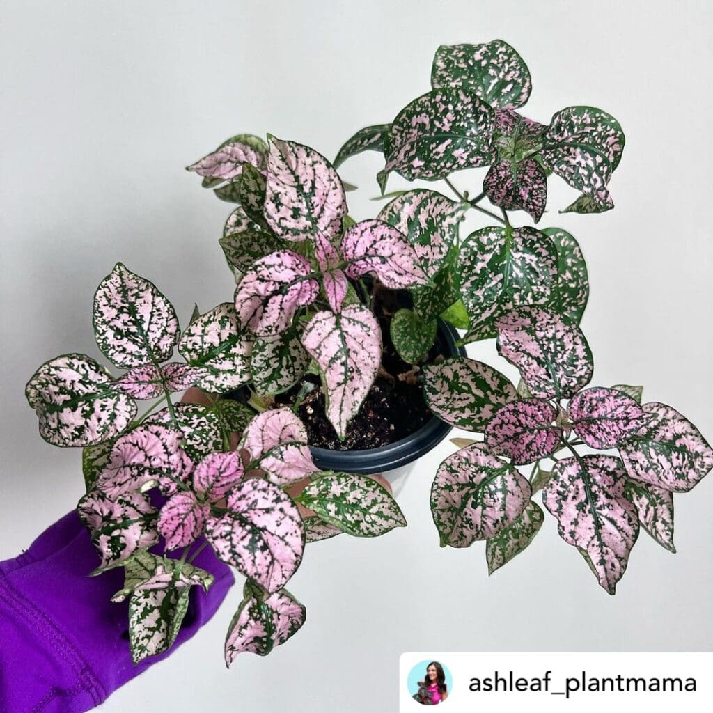Polka dot plant