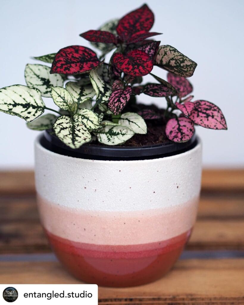 Polka dot plant