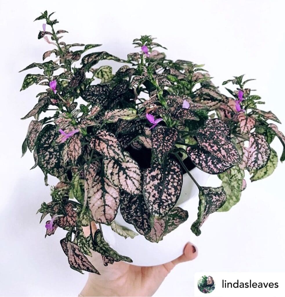 Polka dot plant