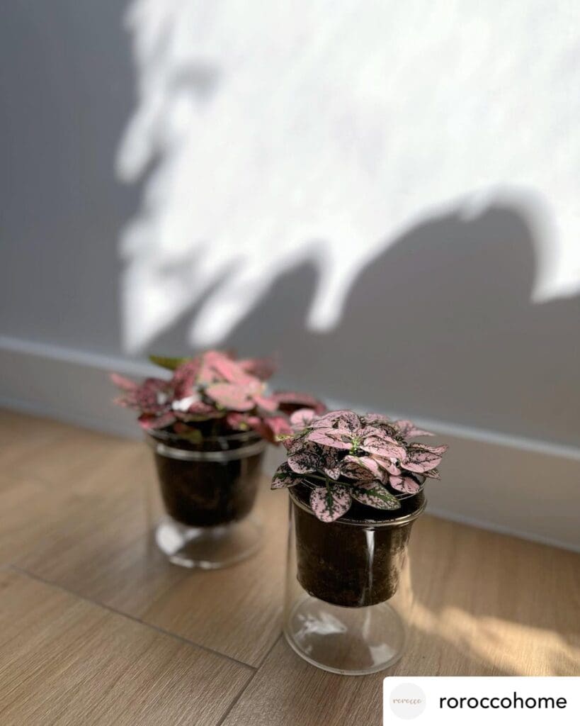 Polka dot plant