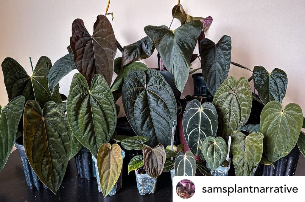 anthurium