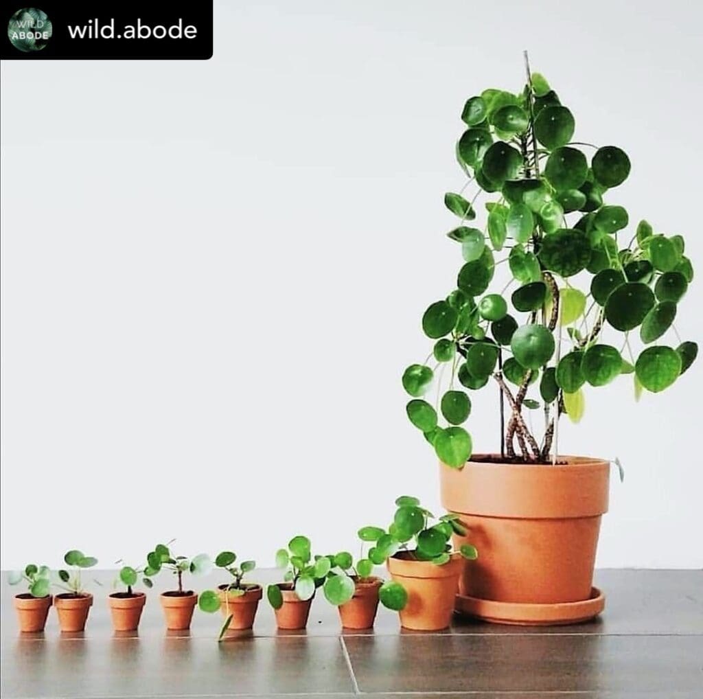 Chinese money plant(Pilea)