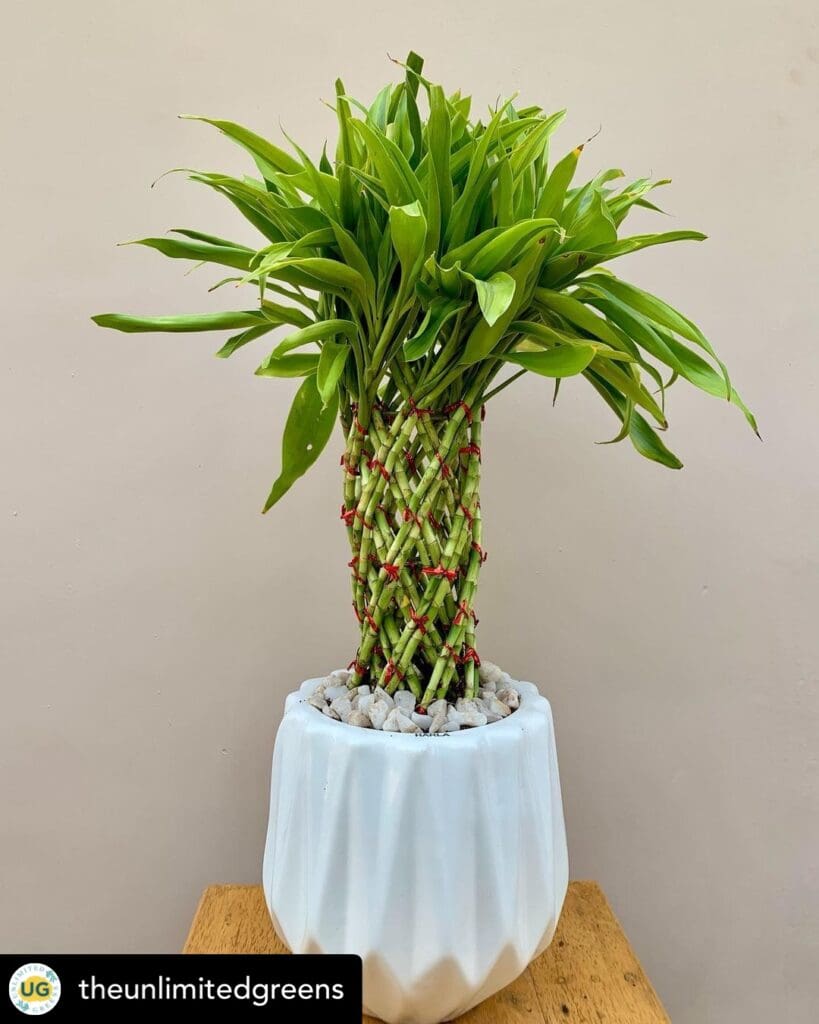 Lucky bamboo