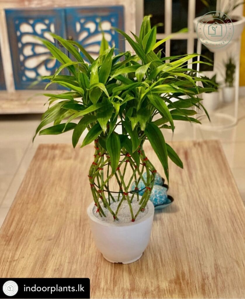 Lucky bamboo