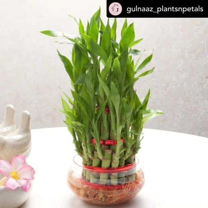 19 Beautiful Plants You Can Grow In Just Water (No Soil Needed ...