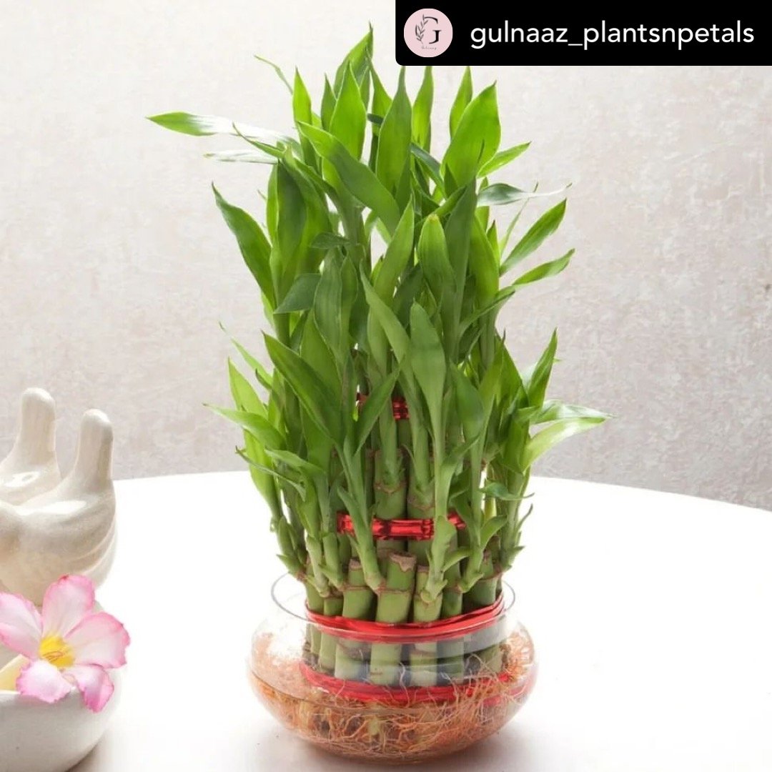 Lucky bamboo