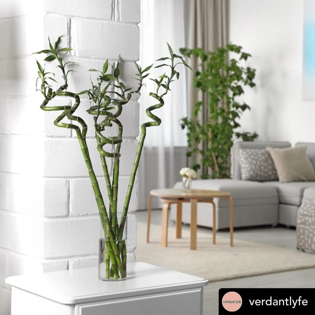 Lucky bamboo