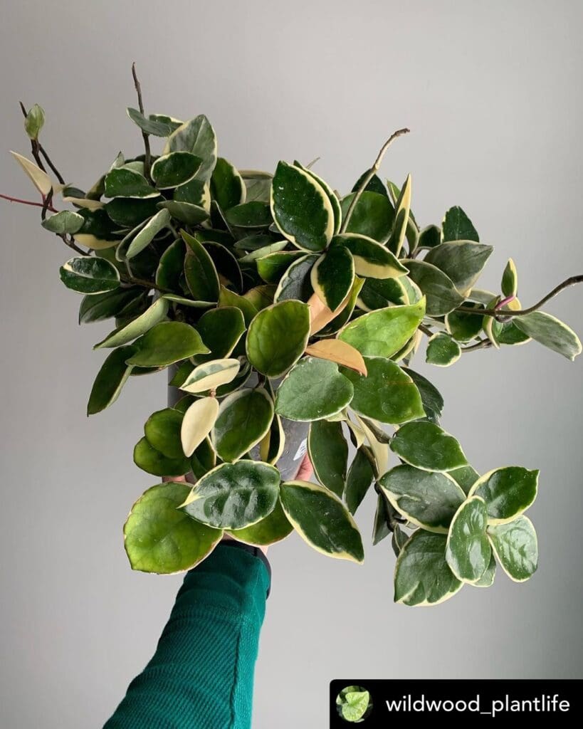 Hoya Plant