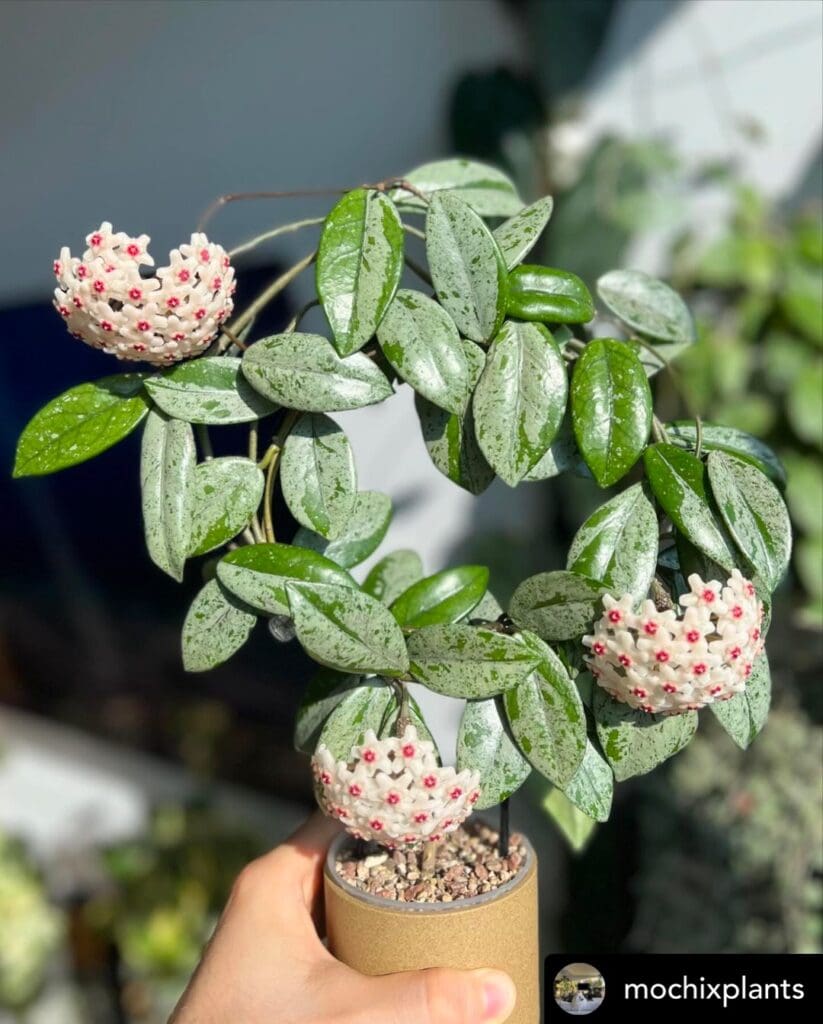 Hoya Plant