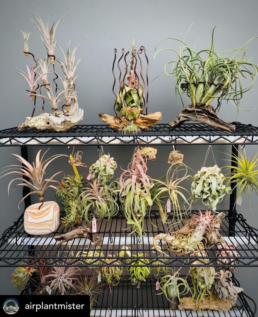 Air plant