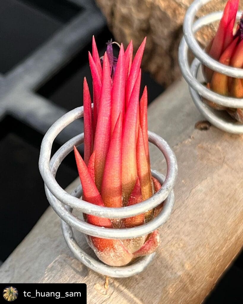 Air plant