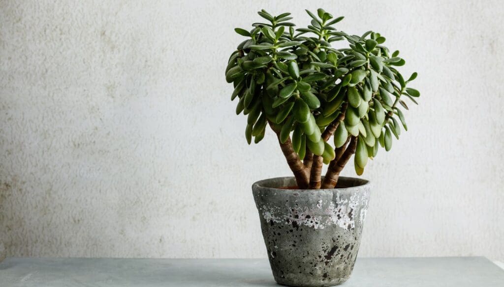 Jade plant