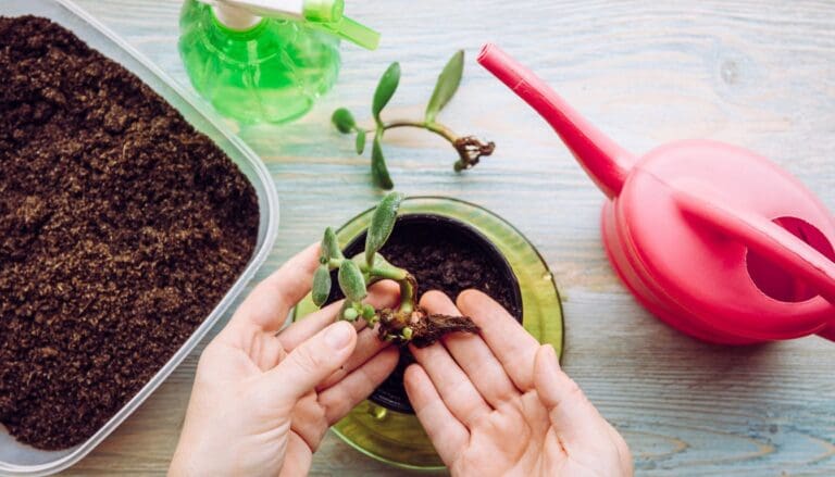 How To Propagate A Jade Plant? (Soil+Water Propagation)