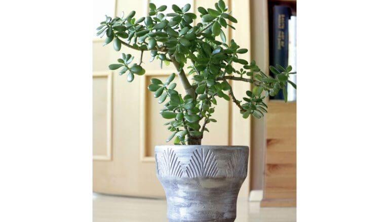 Jade Plant Care Guide: Thrive with These Simple Tips!