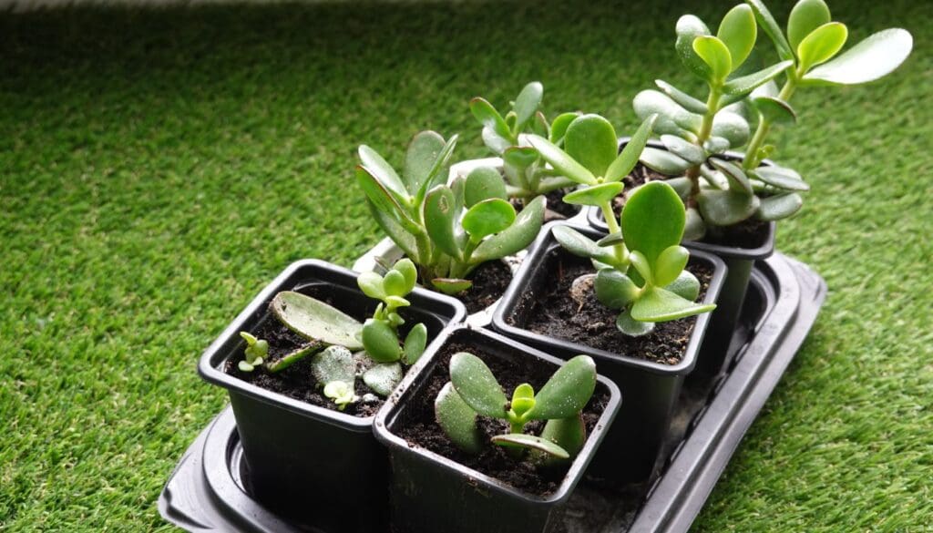 Jade plant 5