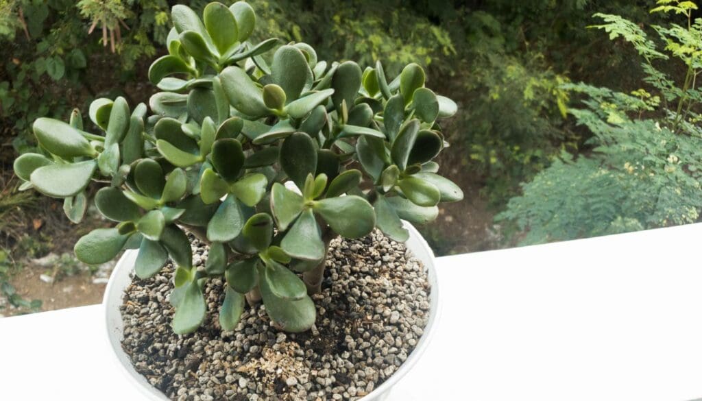 Jade plant 6