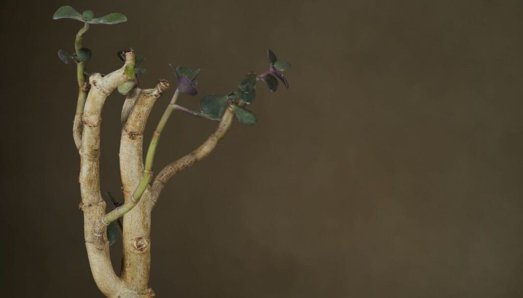 Jade plant 7