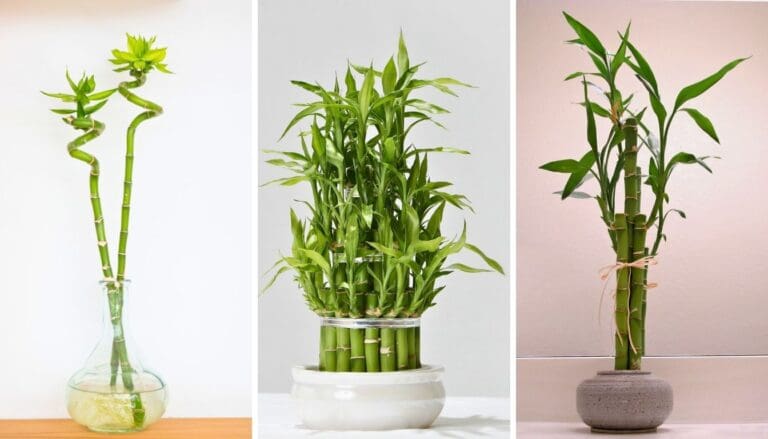 Lucky Bamboo Care Guide: Thrive with These Simple Tips!