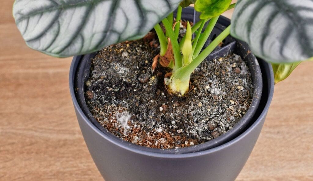 Mold on Houseplant Soil