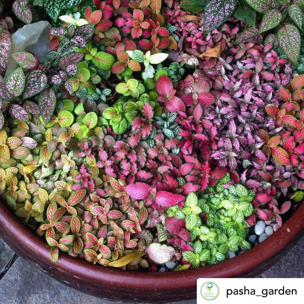 Nerve Plant Care Guide 1