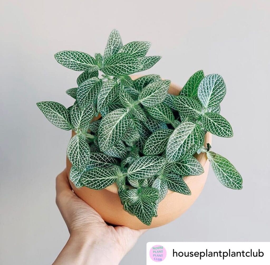 Nerve Plant Care Guide 3