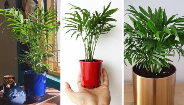 Parlour Palm Care Guide: Easy Tips To Follow!