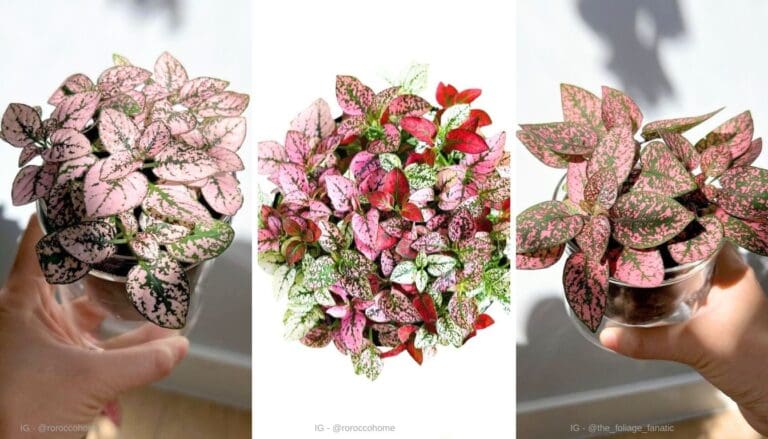 Polkadot Plant Care Guide: Easy Tips for a Thriving Plant!