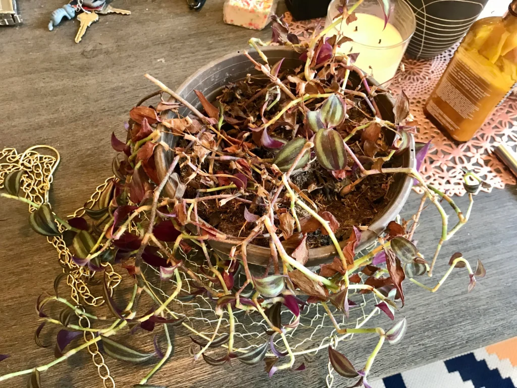 Wandering jew dying