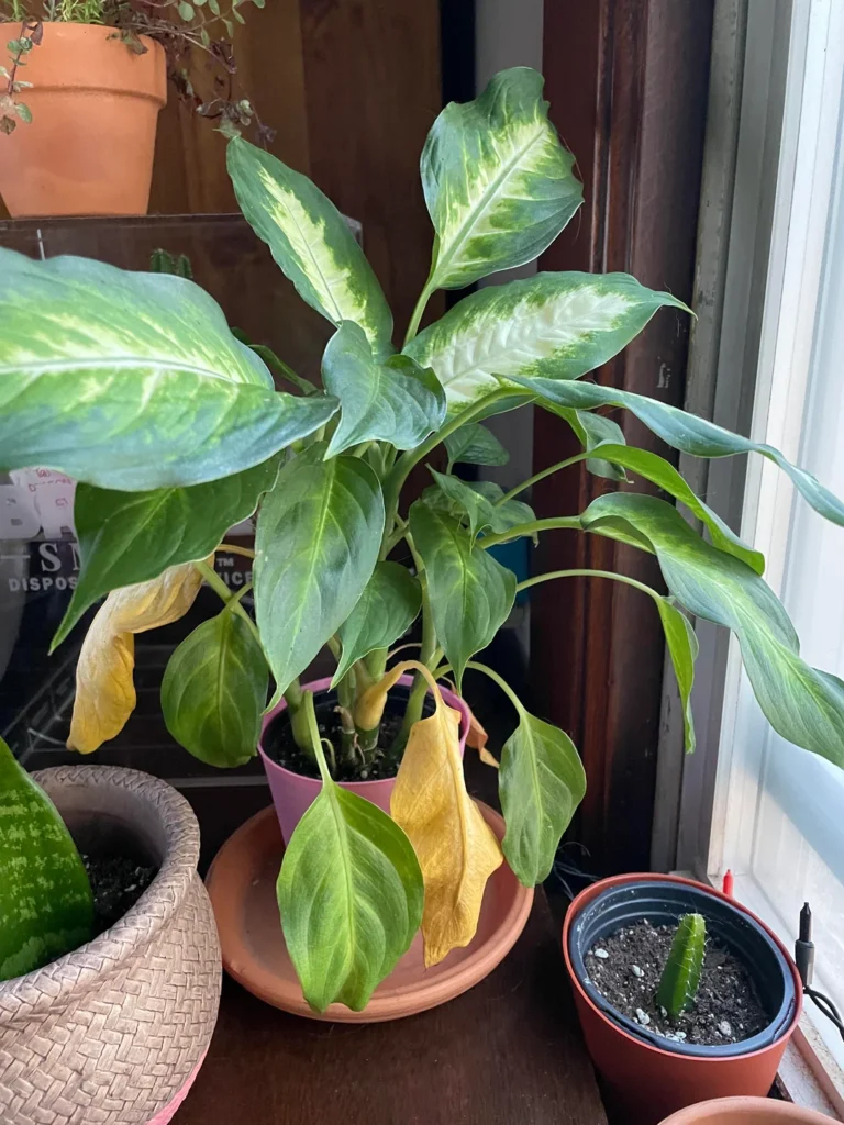 Yellow leaves on a Dieffenbachia plant