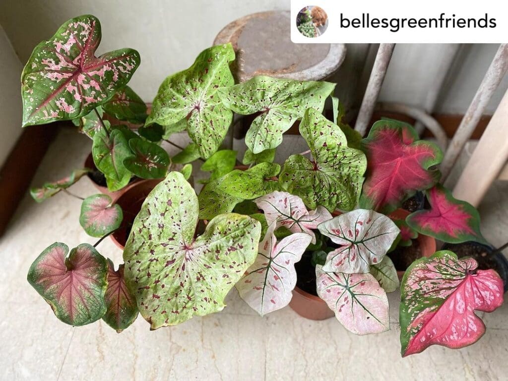 caladium plant 20240504 084535