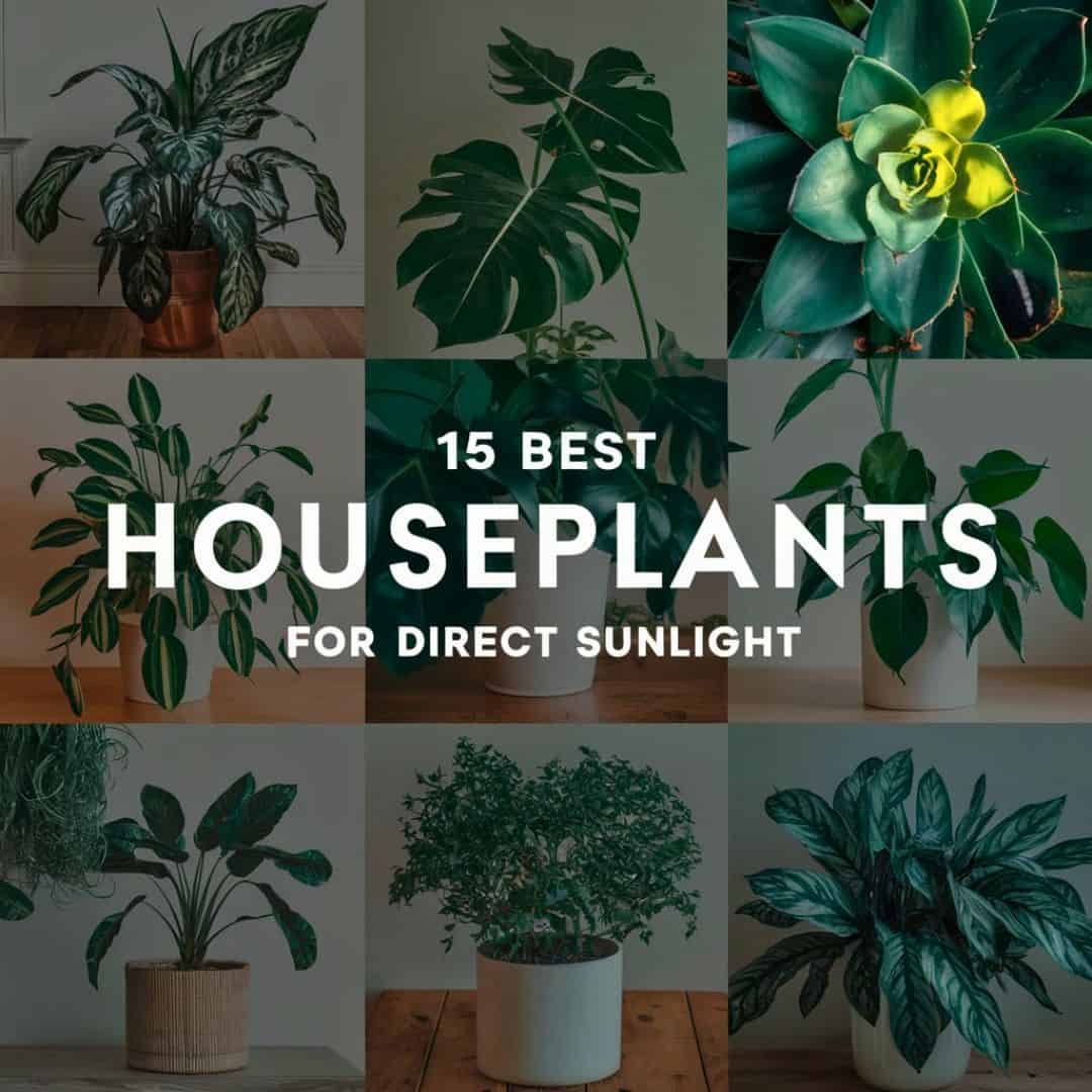 15 Best Houseplants For Direct Sunlight To Brighten Your Home ...