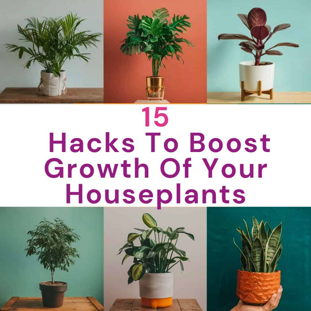 15 Hacks To Boost The Growth Of Your Houseplants » Simplify Plants 15 Hacks To Boost The Growth Of Your Houseplants » Simplify Plants