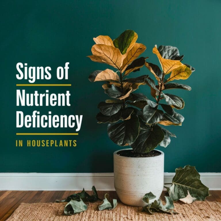 4 Signs of Nutrient Deficiency in Houseplants & Tips To Fix It