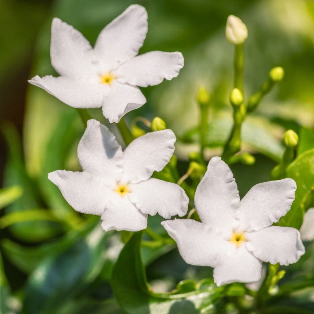 Arabian Jasmine