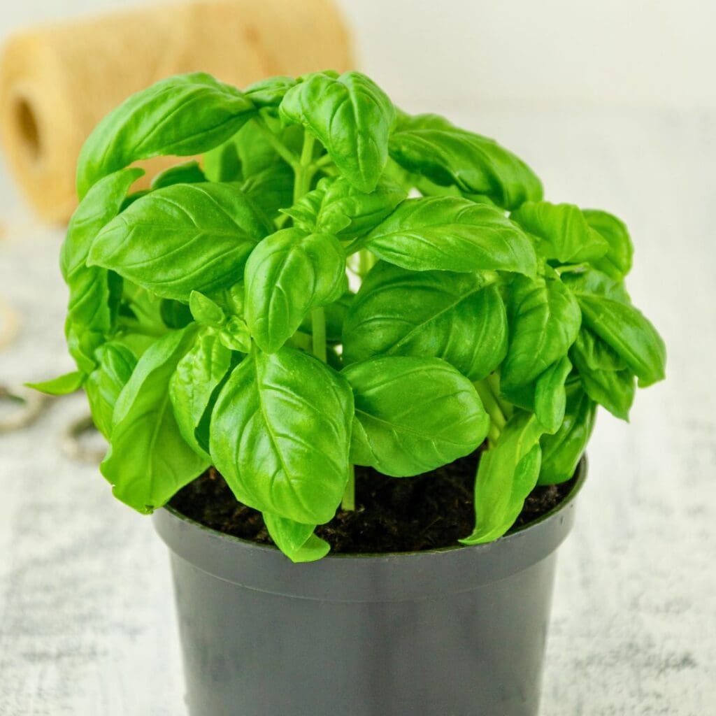 Basil