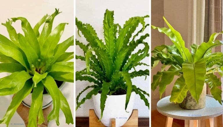 Birds Nest Fern Care Guide: Key Tips for Lush, Healthy Fronds!