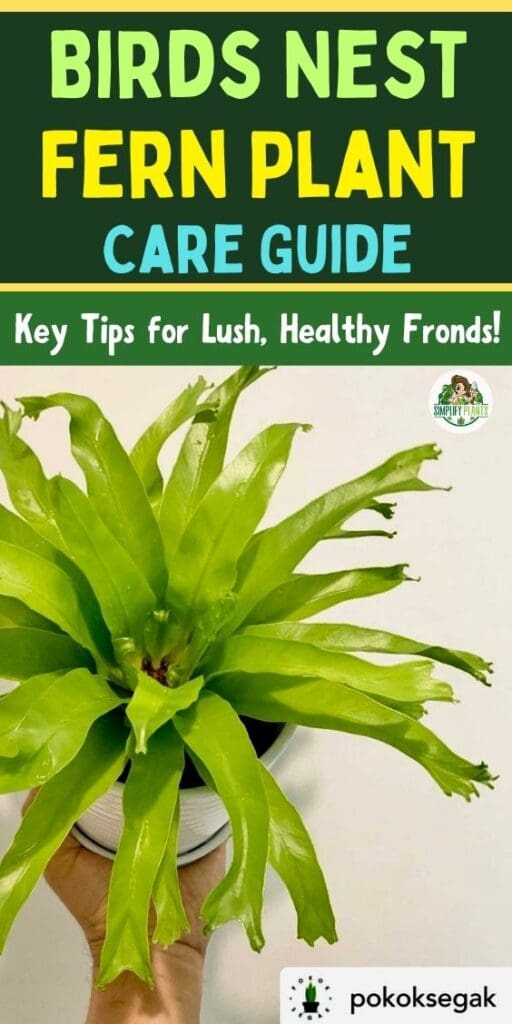 Birds Nest Fern Care Guide Key Tips for Lush Healthy Fronds