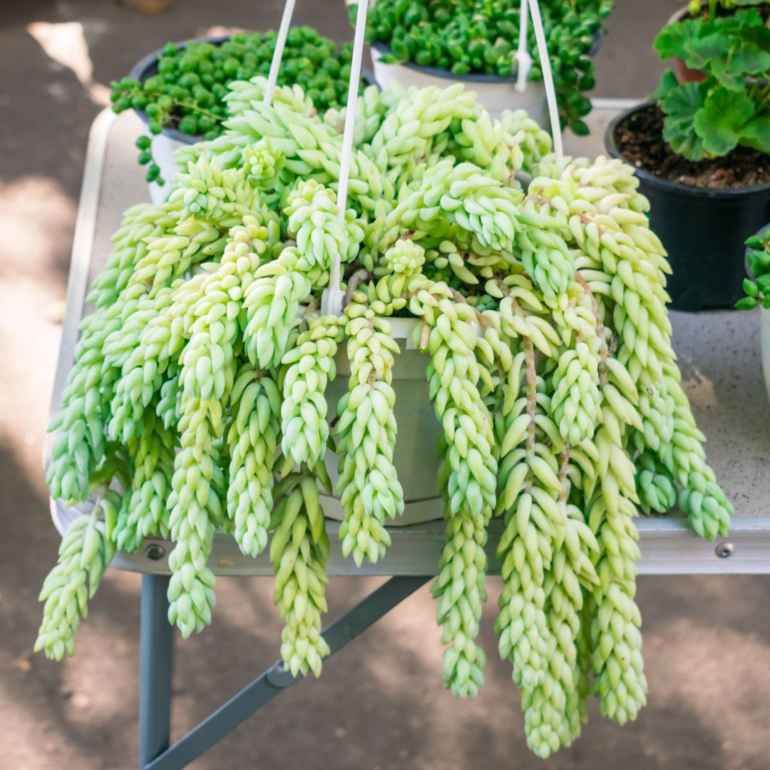 Burros Tail on cabinet