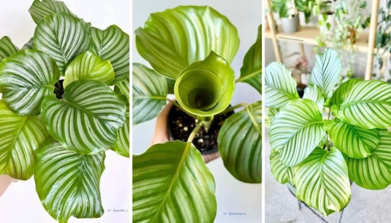 Calathea Orbifolia Plant Care Guide: Expert Tips for Lush Leaves