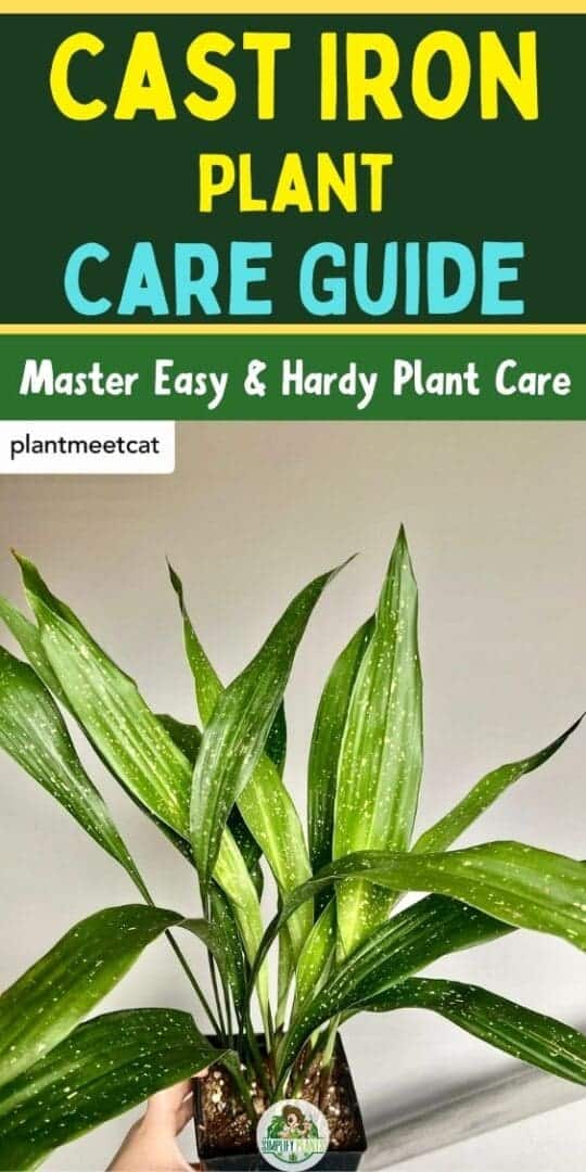 Cast Iron Plant Care Guide: Master Easy & Hardy Plant Care » Simplify ...