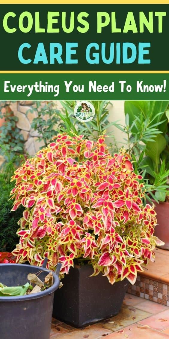 Coleus Plant Care Guide: Everything You Need To Know! » Simplify Plants