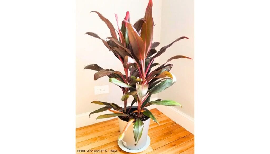 Cordyline Plant Care Guide